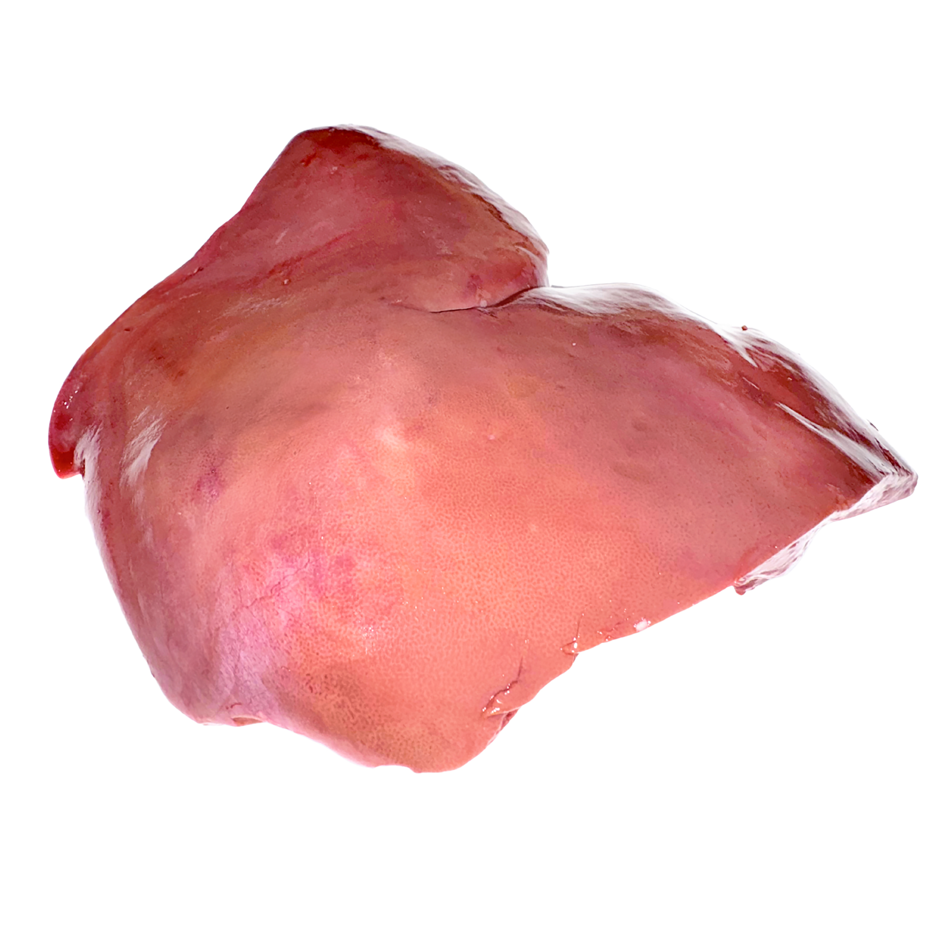 Liver